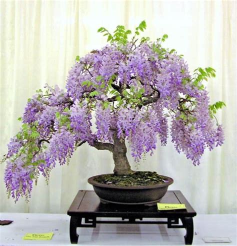 bonsai wisteria