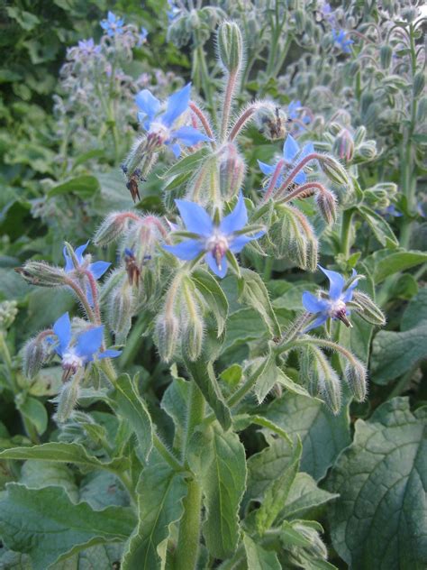 borage and tomato plants