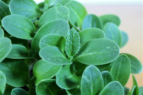 borage microgreens