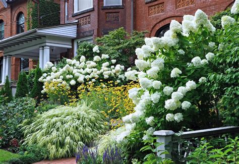 border hydrangea companion plants