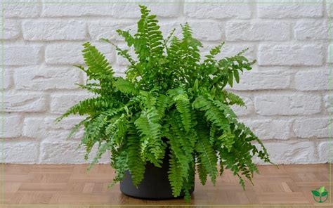 boston fern