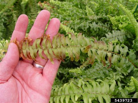 boston fern turning brown