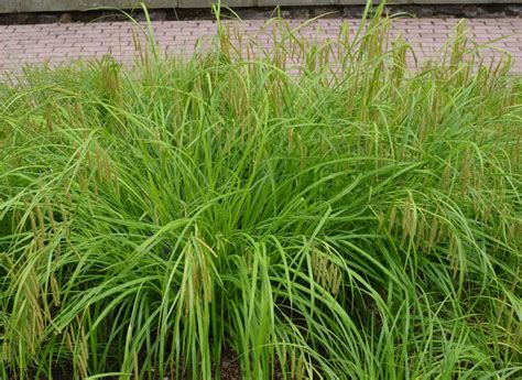 bottlebrush sedge