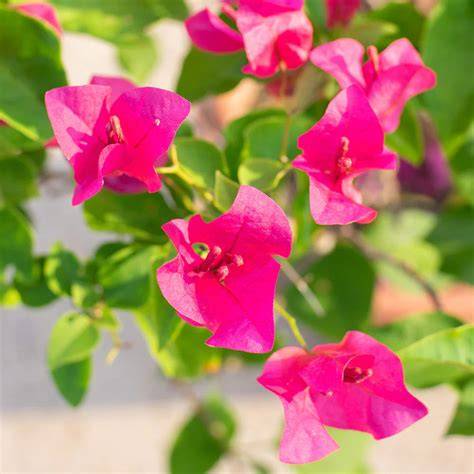 bougainvillea pink