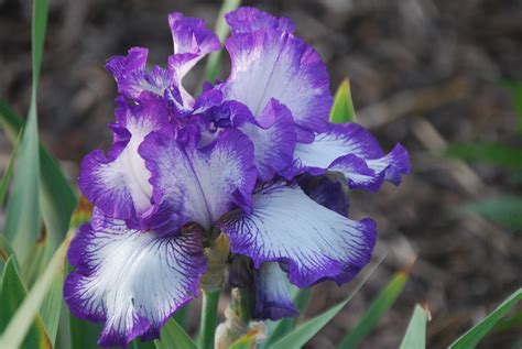 bountiful harvest iris
