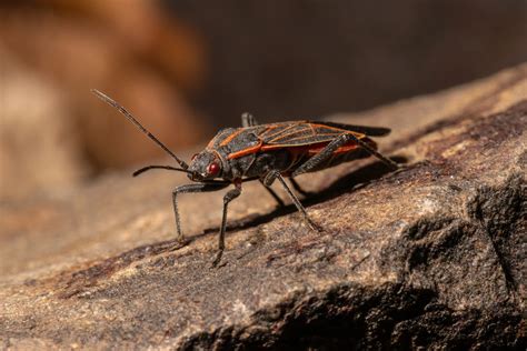 box elder bugs utah