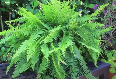 box fern