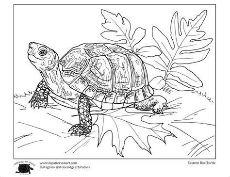 box turtle coloring page