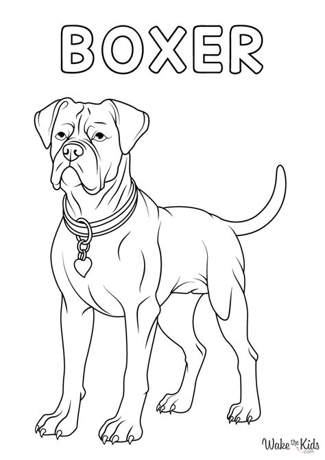 boxer coloring pages