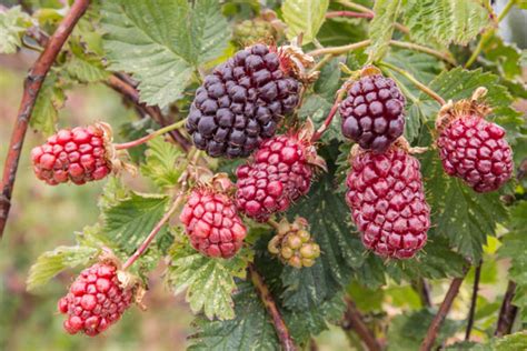 boysenberry companion plants