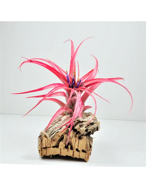 brachycaulos