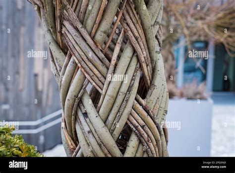 braiding tree trunks