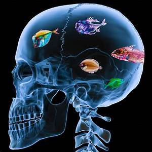 brain and fish