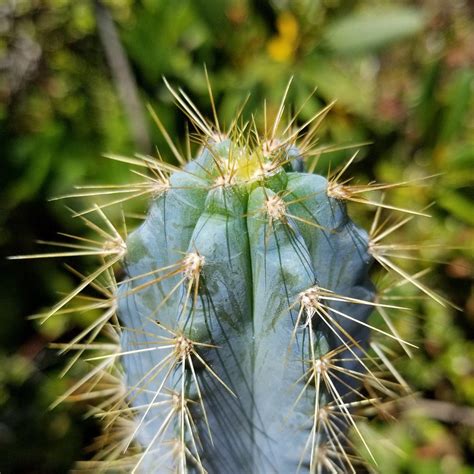 brazilian blue cactus pilosocereus azureus