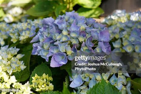 brestenburg hydrangea