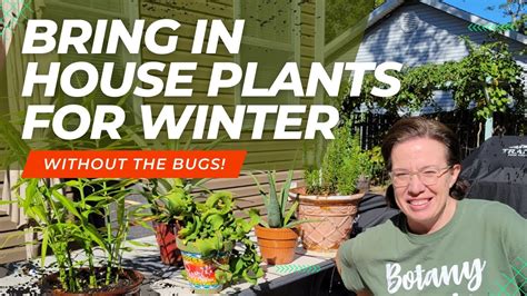 bring plants in without bugs