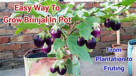 brinjal plant in pot