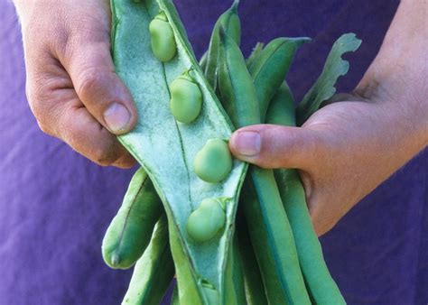 broad bean companion plants
