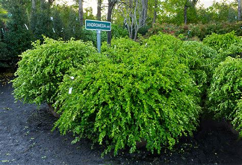 broadleaf evergreen shrubs