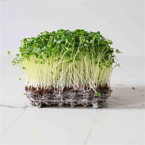 broccoli microgreens