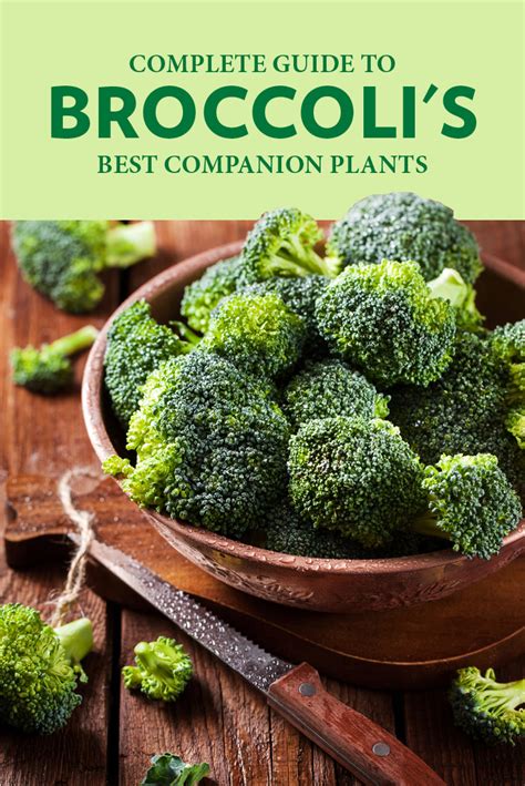 broccolini companion plants