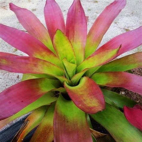 bromeliad paradise