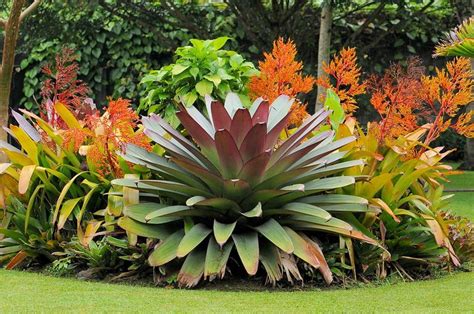 bromeliads large