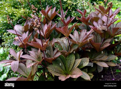bronze foliage plants