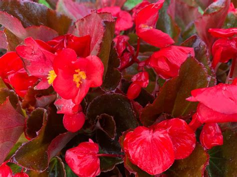 bronze leaf begonias