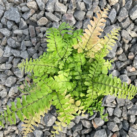 bronze venus fern