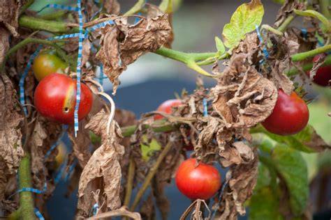 brown leaves on vegetables