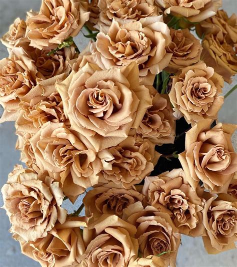 brown rose varieties