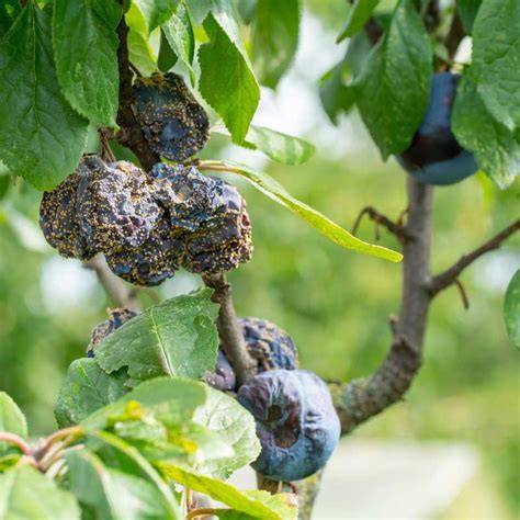brown rot blossom blight