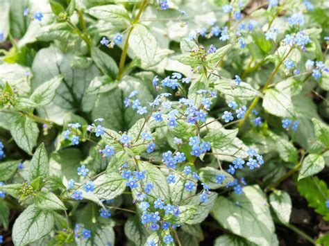 brunnera edible