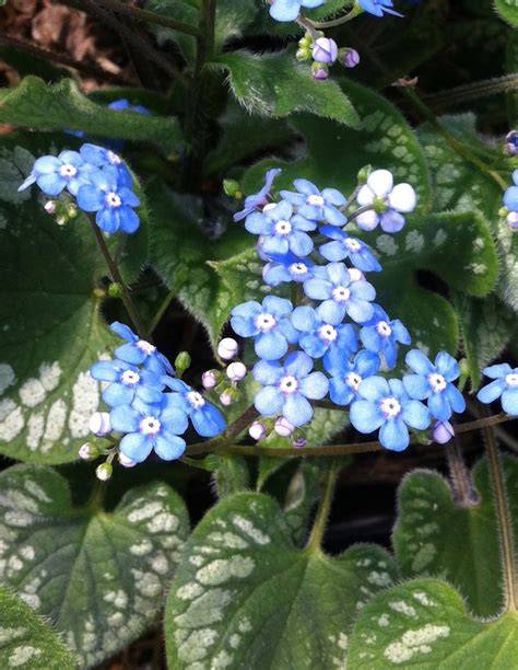 brunnera macrophylla emerald mist