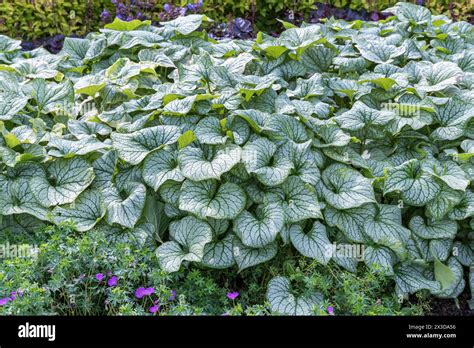 brunnera macrophylla jack frost