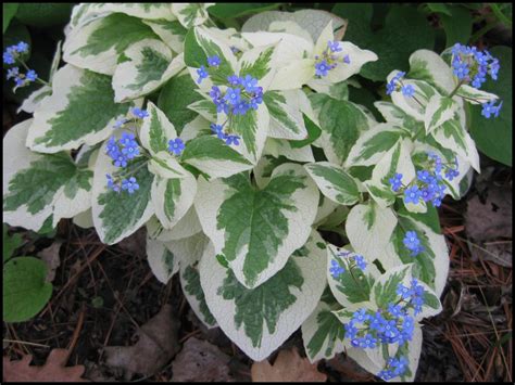 brunnera variegated