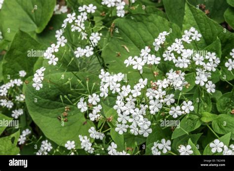 brunnera white