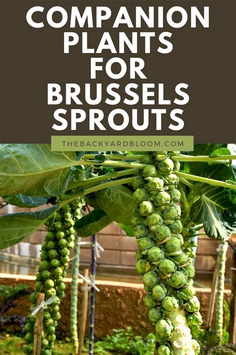 Brussel Sprouts Companion Plants: Choosing the Best Bedfellows for Your
Garden
