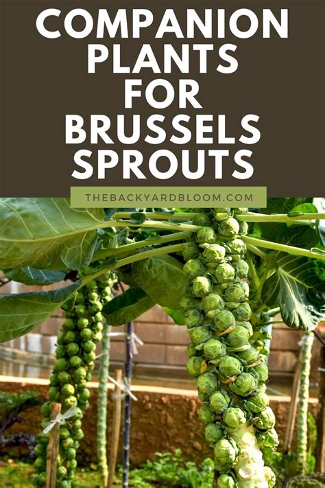 brussel sprouts companion plants