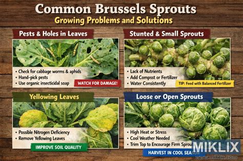 brussels sprouts problems