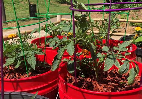 bucket tomatoes