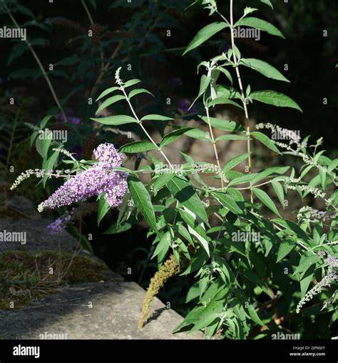 buddleia plant leaves