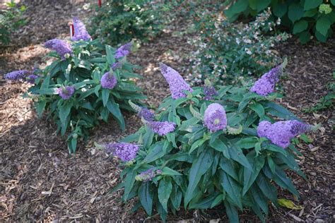 buddleia pugster amethyst