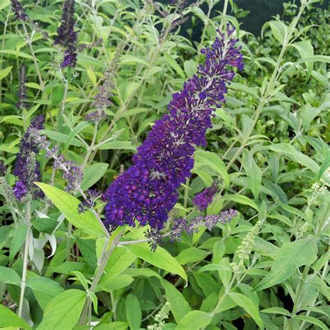 buddleja dark knight
