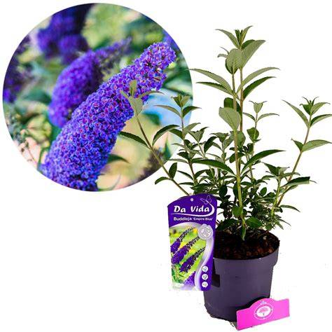 buddleja davidii in pot