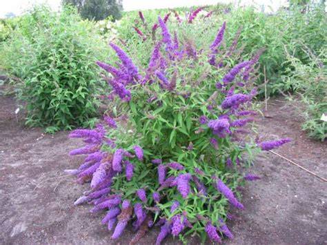 buddleja davidii purple emperor