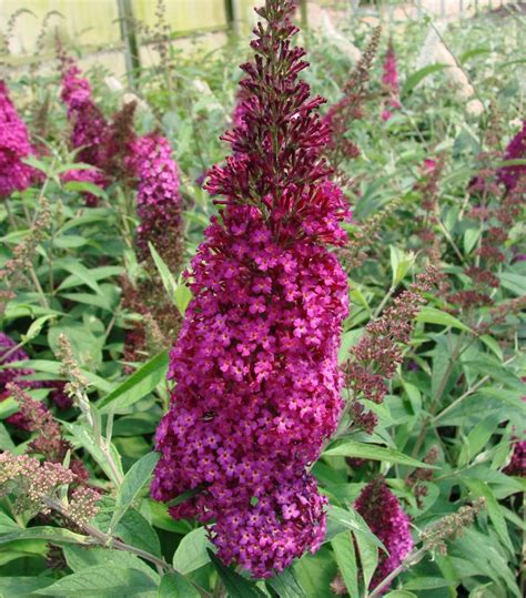 buddleja funky fuchsia