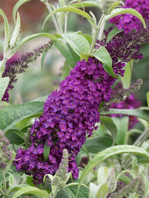 buddleja magenta