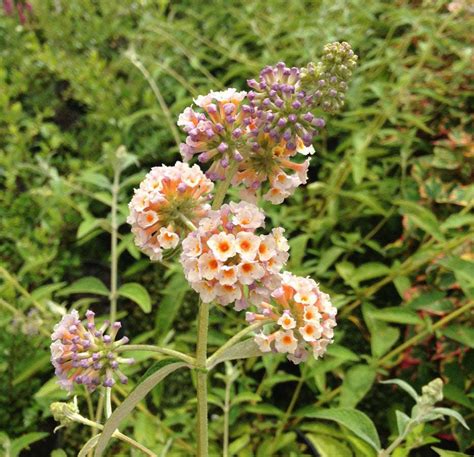 buddleja varieties